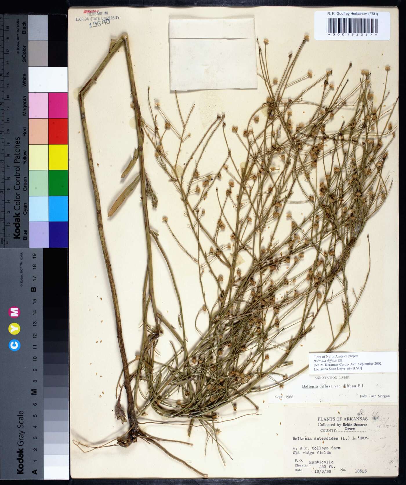 Boltonia diffusa var. diffusa image
