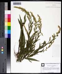 Solidago leavenworthii image