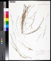 Aristida dichotoma image