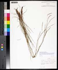 Schizachyrium tenerum image