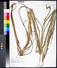 Paspalum urvillei image