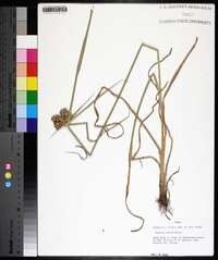 Cyperus virens image