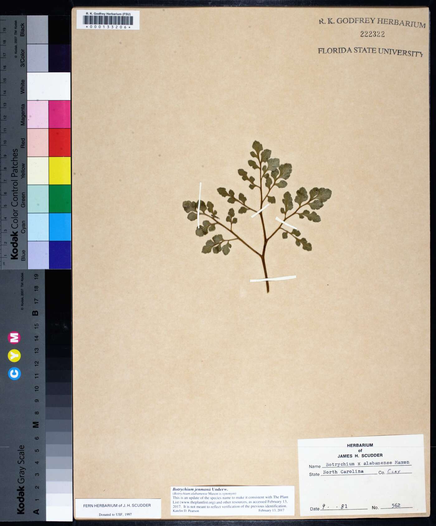 Sceptridium jenmanii image