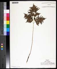 Pteridium aquilinum var. latiusculum image