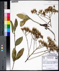 Eupatorium album image