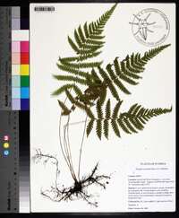 Thelypteris kunthii image