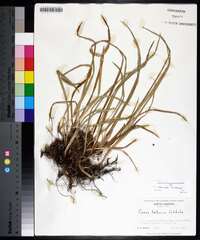 Carex abscondita image