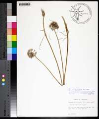 Allium canadense var. mobilense image