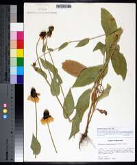 Rudbeckia amplexicaulis image