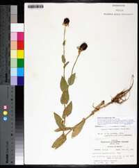 Rudbeckia amplexicaulis image