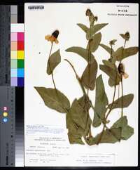 Rudbeckia amplexicaulis image