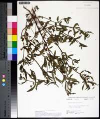 Eclipta prostrata image