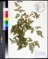 Lygodium japonicum image