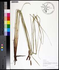 Carex glaucescens image