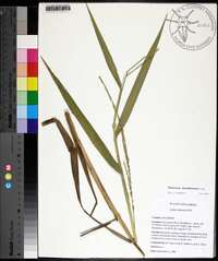 Panicum hemitomon image