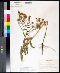 Heterotheca subaxillaris subsp. latifolia image