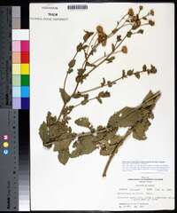 Heterotheca subaxillaris subsp. latifolia image