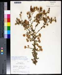 Heterotheca subaxillaris subsp. latifolia image