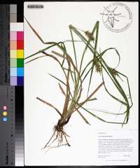 Carex louisianica image