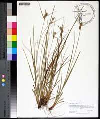 Carex tenax image