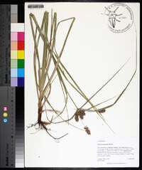 Cyperus tetragonus image