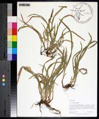 Carex abscondita image