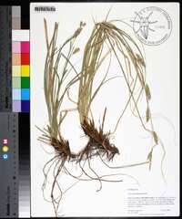 Carex cherokeensis image