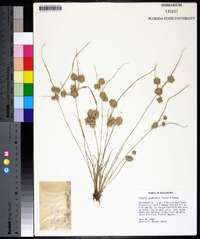 Cyperus acuminatus image