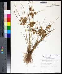 Cyperus acuminatus image