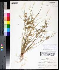 Cyperus acuminatus image