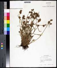 Fuirena squarrosa image