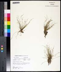 Isolepis carinata image