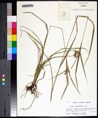 Carex louisianica image