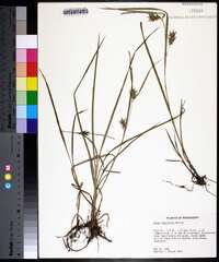 Carex louisianica image