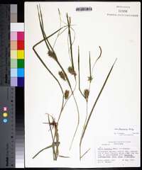 Carex louisianica image