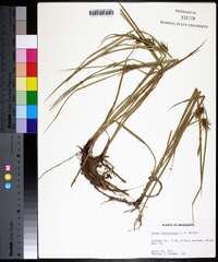 Carex louisianica image