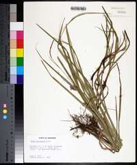 Carex louisianica image