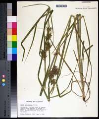 Carex louisianica image