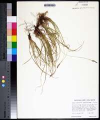 Carex lucorum image