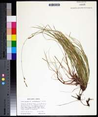 Carex lucorum image