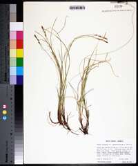 Carex lucorum image