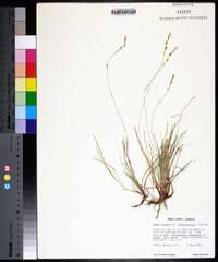 Carex lucorum image