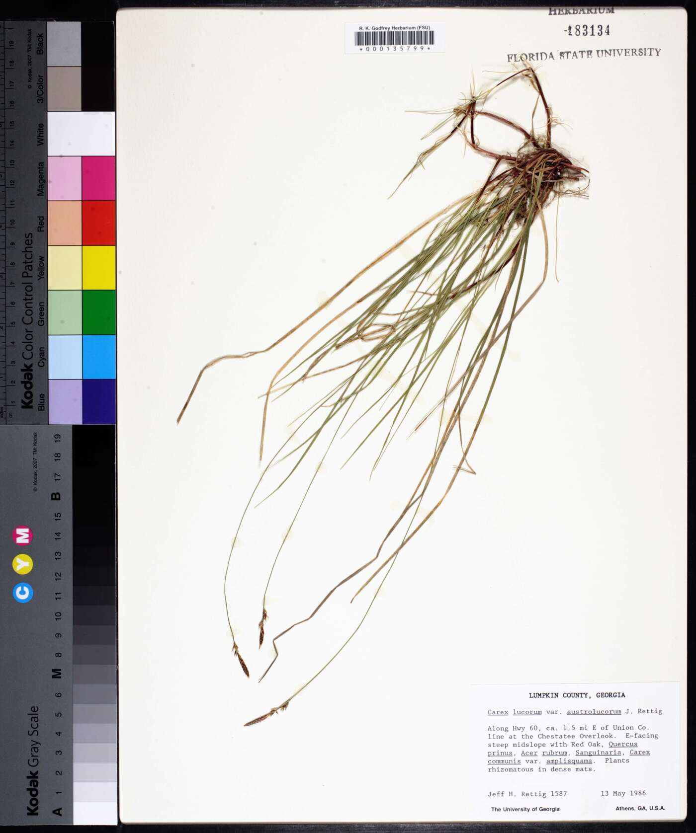 Carex lucorum image