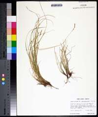 Carex lucorum image