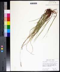 Carex lucorum image