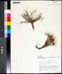 Cyperus subsquarrosus image