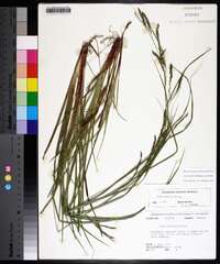 Carex debilis var. debilis image