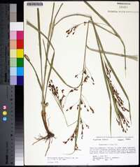 Rhynchospora caduca image