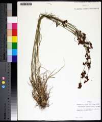 Rhynchospora perplexa image
