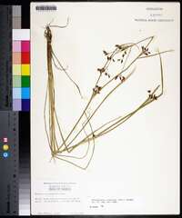 Rhynchospora scirpoides image